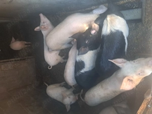 Vand soldani in beltiug 