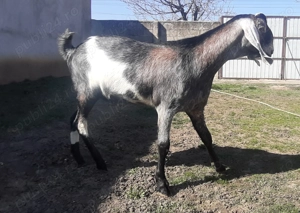 Tapisor Anglo Nubian  - imagine 3