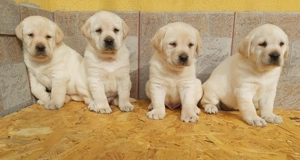 Puiuti Labrador Retriever pentru tine ! - imagine 4