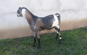 Tapisor Anglo Nubian  - imagine 4