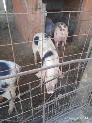 vând purcea - imagine 3