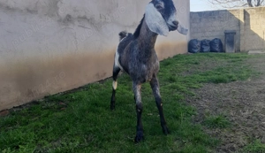 Tapisor Anglo Nubian  - imagine 5