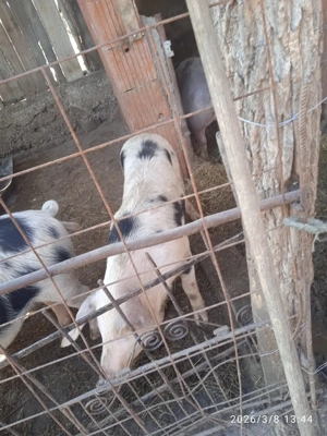 vând purcea - imagine 2