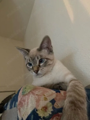 Ragdoll rasa pura  - imagine 3