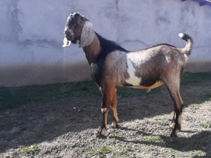 Tapisor Anglo Nubian 