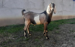 Tapisor Anglo Nubian  - imagine 4