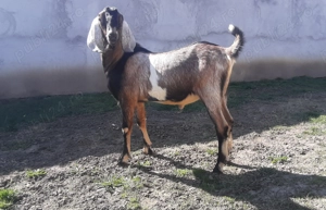 Tapisor Anglo Nubian  - imagine 5