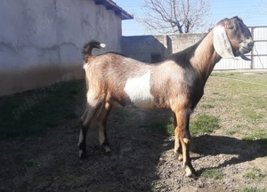 Tapisor Anglo Nubian  - imagine 2