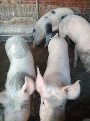 Porci de vanzare - imagine 4