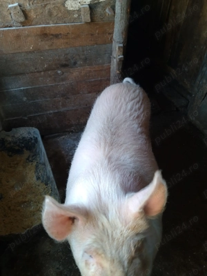 Porci de vanzare - imagine 3