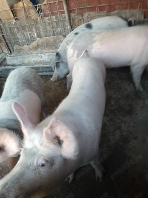 Porci de vanzare - imagine 5