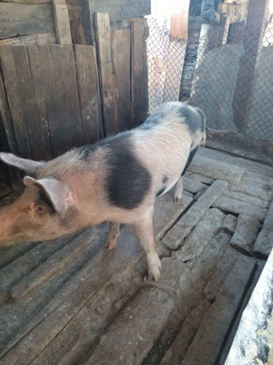 Porci de vanzare - imagine 2