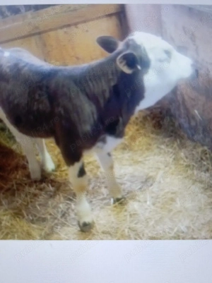 Vind vițel de trei săptămâni trecute 