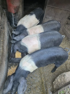 PORCI BAZNA, porci cu genetică de top!