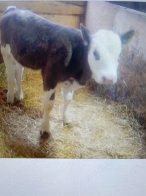 Vind vițel de 6 săptămâni  - imagine 3