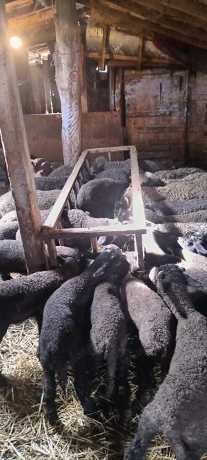 Miei de vanzare pentru Paște - imagine 2