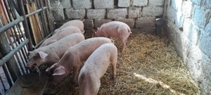 soldani de vănzare  - imagine 4