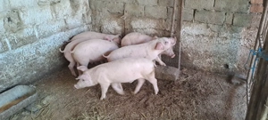 soldani de vănzare  - imagine 2