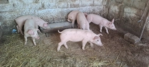 soldani de vănzare  - imagine 3