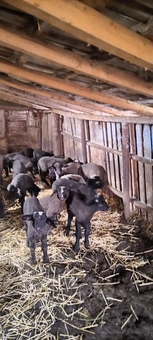 Miei de vanzare pentru Paște