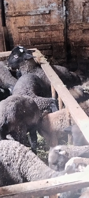 Miei de vanzare pentru Paște - imagine 4