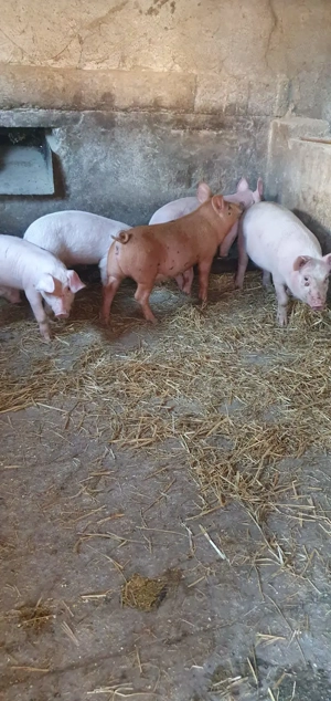 Purcei și porci mari de vânzare!  - imagine 3