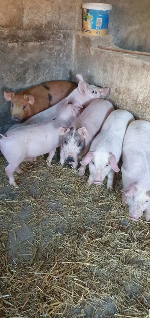 Purcei și porci mari de vânzare!  - imagine 2