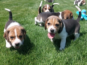 Pui Beagle Pedigree Tricolori - imagine 2