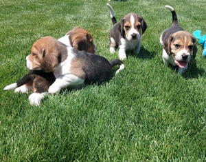 Pui Beagle Pedigree Tricolori