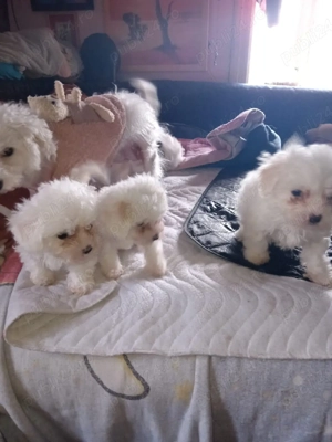 Bichon bison maltez 3 luni  - imagine 2