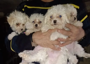 Bichon bison maltez 3 luni 