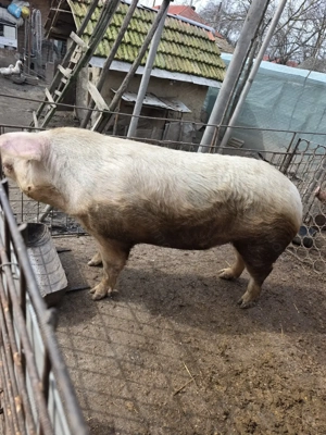 Vand Porc De Casa! 371 kg