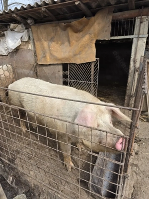 Vand Porc De Casa! 371 kg - imagine 3