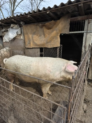 Vand Porc De Casa! 371 kg - imagine 2