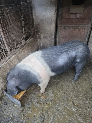 Scroafă BAZNA, de top - imagine 2