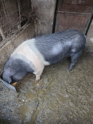 Scroafă BAZNA de top