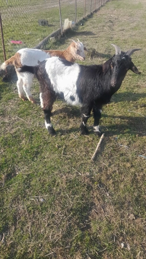 De vânzare iezi - imagine 3