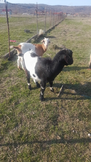 De vânzare iezi - imagine 4