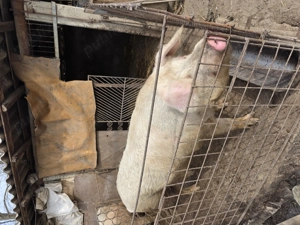  Vand Porc De Casa! 371 kg  - imagine 3