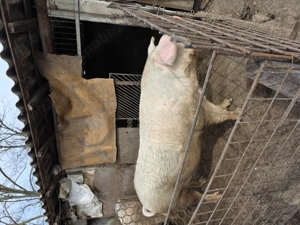  Vand Porc De Casa! 371 kg  - imagine 2