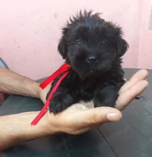 Bichon Havanez talie mică 