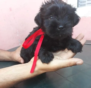 Bichon Havanez talie mică  - imagine 2