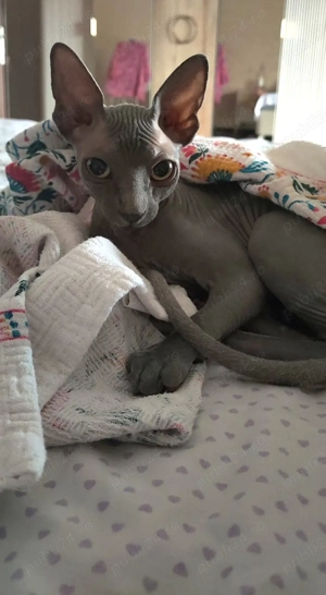 Se vinde pisicuta Sphynx prietenoasa