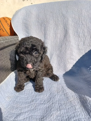 Pudel (caniche) - imagine 5