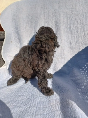 Pudel (caniche) - imagine 2