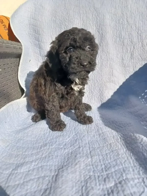 Pudel (caniche) - imagine 3