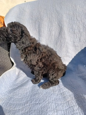 Pudel (caniche) - imagine 4