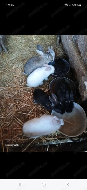 İepuri de vînzare  - imagine 5