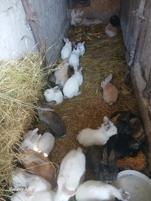 İepuri de vînzare  - imagine 4