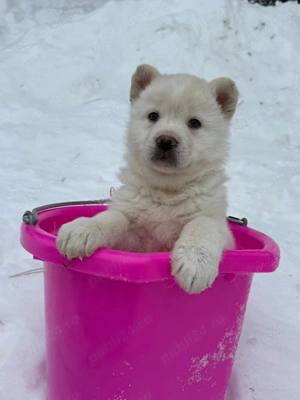 Fetita Husky Malamut Alaska 